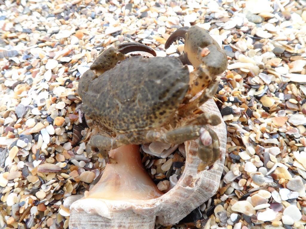 Vilele Brise De Mer Două Mai 외부 사진